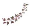Hedera Heart Pink